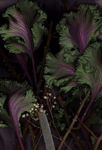 Image description is not available for 2024.020